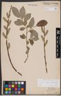 Foto von Salix caprea L. x Salix daphnoides Vill.